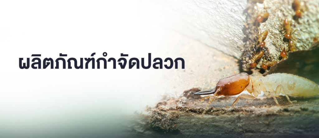 ปกกำจัดปลวก